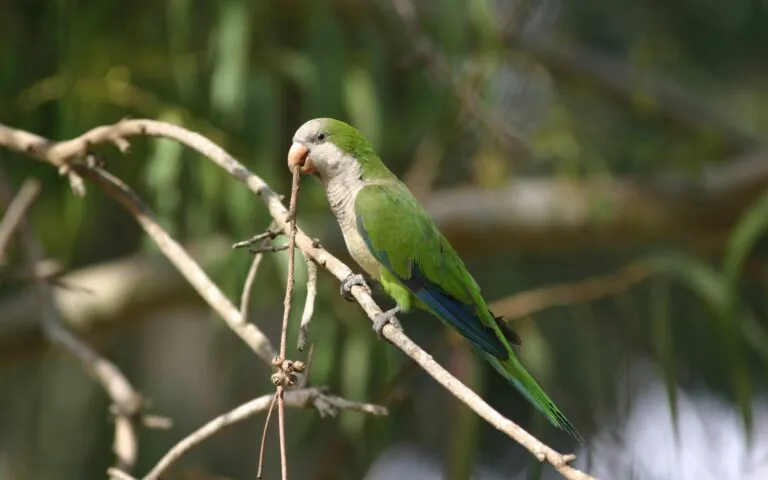 Posibles-casos-de-Psitacosis-1080x675-1-768x480